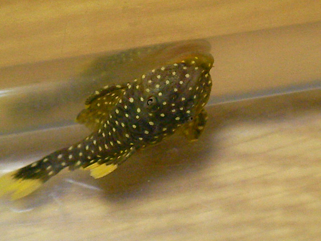 魚のいる生活 プレコとエビ